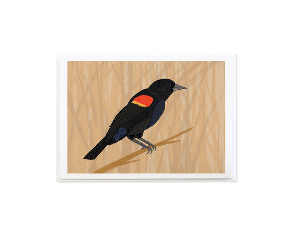 Red-winged Blackbird Greeting Card