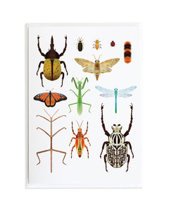 Insect Card