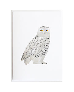 Snowy Owl Card